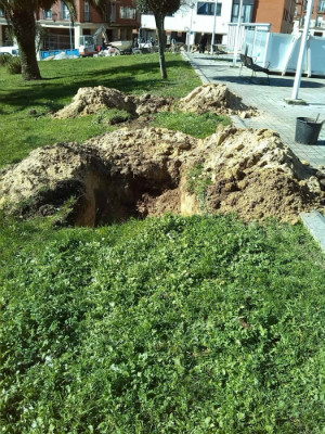 Los arboles están siendo plantados en el parque Iturrino en Maria Cristina.