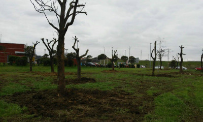 Las catalpas transplantadas han sido reubicadas en un terreno detrás del nuevo McDonal's de la S-20, y desde la Plataforma se han comprometido a hacerles seguimiento.