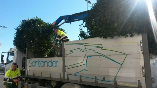 Los operarios les han dicho a los vecinos que tienen órdenes de trasladar los árboles al Parque María Cristina.