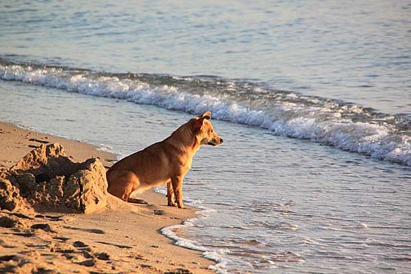 Cada vez hay más propietarios de perros que demandan acceso a las playas