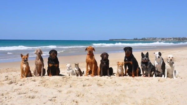 Los perros seguirán sin ser bienvenidos en las playas santanderinas.