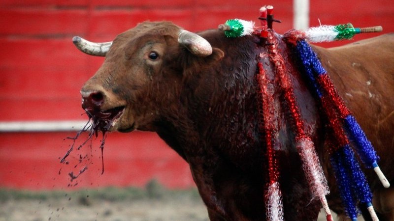 Santander Sí Puede proponer llevar la tauromaquia a una consulta popular en Santander.