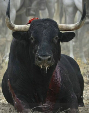 Así acabó Elegido, el infortunado toro que mataron en 2014.