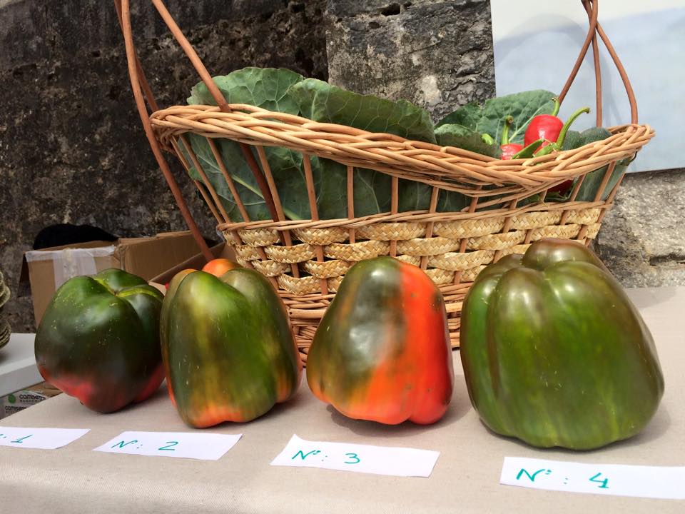 El pimiento, el producto estrella de la huerta