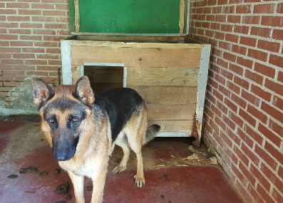 Perro abandonado en la perrera de Cecapa (Maliaño).