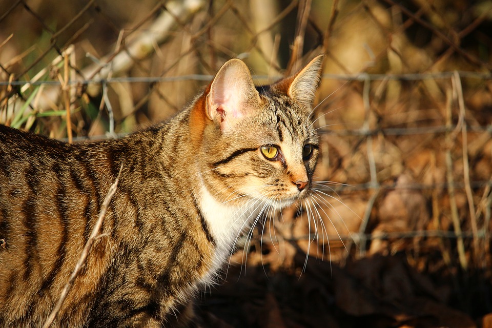 Los gatos callejeros han sido una de las polémicas el pasado pleno del Ayto de Santander.