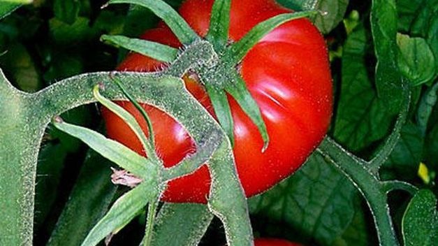 Tomate de Guarnizo