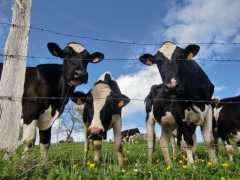 La leche no viene del tetrabrick