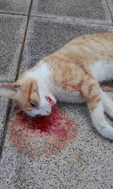 Uno de los gatos aparecidos muertos en Castro Urdiales.