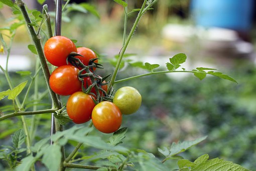 Los expertos proponen 'educar' a las personas para que diferencien entre productos ecológicos y convencionales.