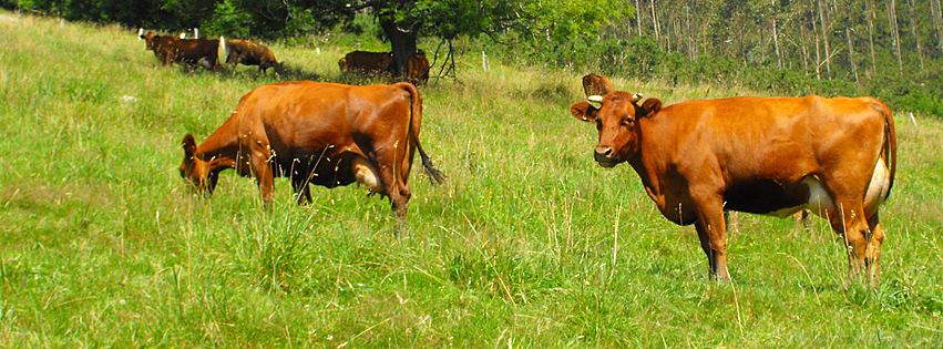 El movimiento apuesta por el producto autóctono