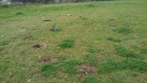 Los árboles plantados el sábado, en el homenaje a Amparo Pérez, han sido arrancados. "Tantas veces como sean arrancados, tantas veces serán plantados"